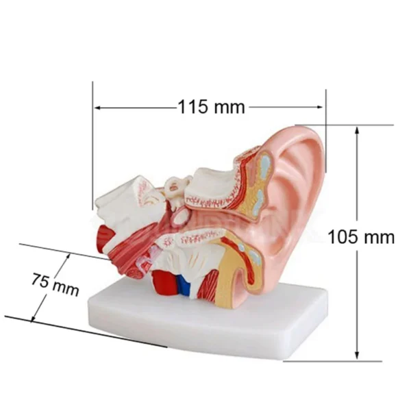 Soundlink 1.5X Enlarged Human Ear Anatomy Model Ear Anatomical Model for Hearing Aid Clinics - Image 2