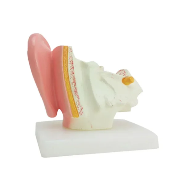 Soundlink 1.5X Enlarged Human Ear Anatomy Model Ear Anatomical Model for Hearing Aid Clinics - Image 3