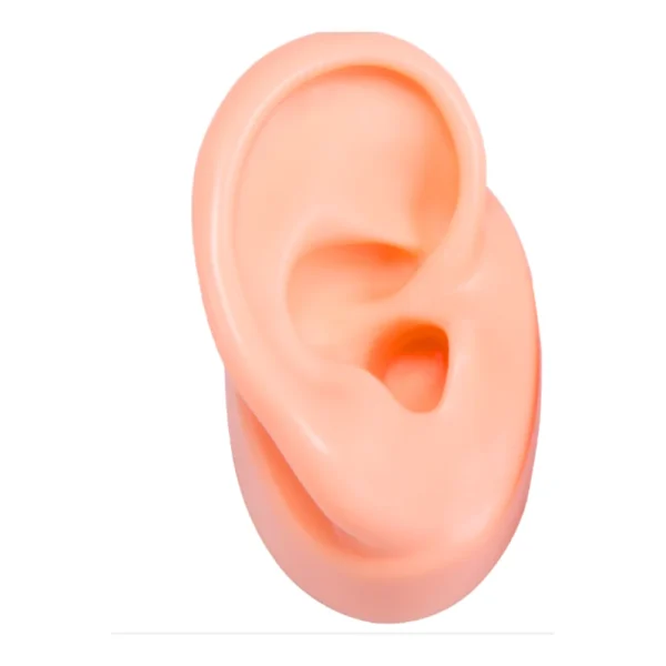 Soundlink Head Shape Acrylic Display with Silicone Ear Model for Displaying Hearing Aids Jewelry Display - Image 4